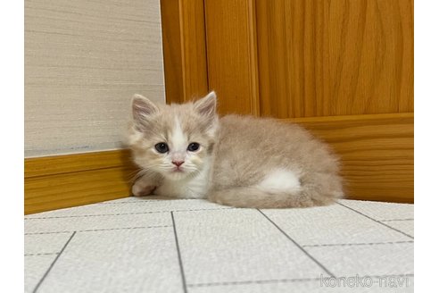 成約済の茨城県のスコティッシュフォールド-90712の3枚目